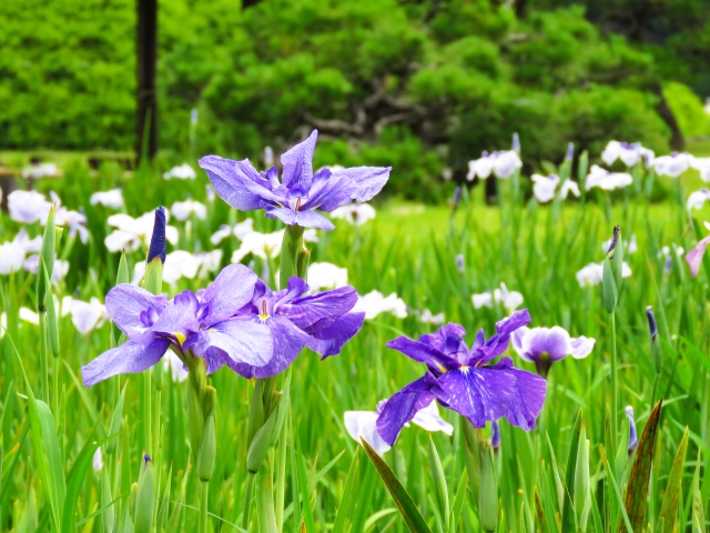 岡山　後楽園　観光　6月32548908_s